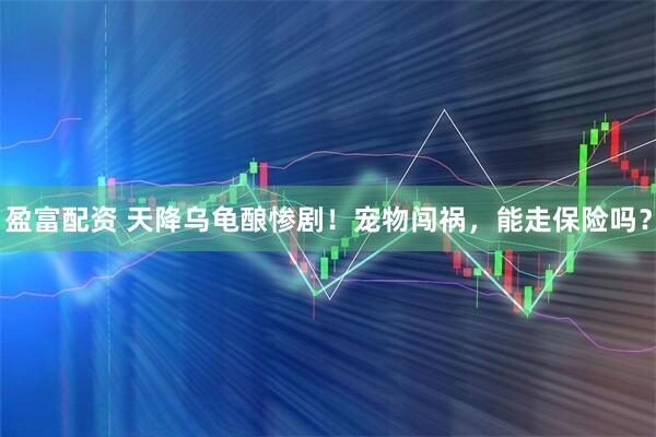 盈富配资 天降乌龟酿惨剧！宠物闯祸，能走保险吗？